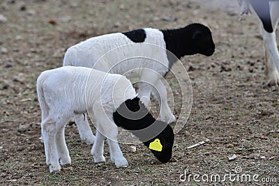 Two Dorper Hair sheep lambs Stock Photo