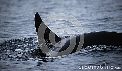 Dorsal Fin Of An Orca Stock Photo