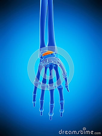 The dorsal radiocarpal ligaments Cartoon Illustration