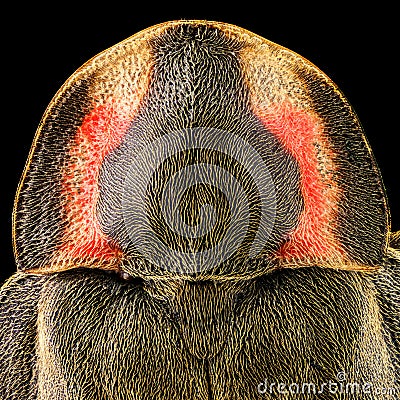 Dorsal view of a Black Firefly Stock Photo