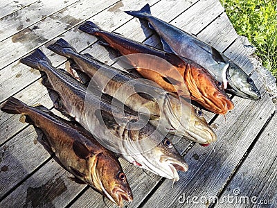 Atlantic Sea Fish Stock Photo