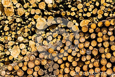 Dorset Logs Stock Photo