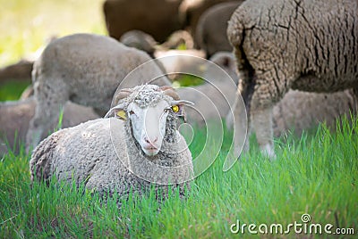 Dorset sheep Stock Photo