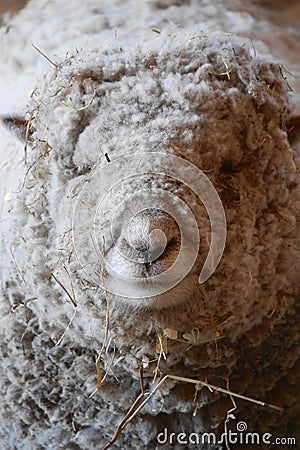 Dorset Sheep Portrait Stock Photo