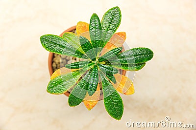 Dorstenia gigas yellow leaves Stock Photo