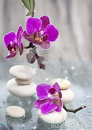 Resultado de imagem para pedra branca e flores