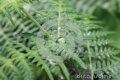 Dots of water, tropical leave Stock Photo