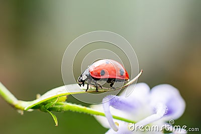 Dotted red little ladybug or lady bird insect walking on delicate flower leaf Stock Photo