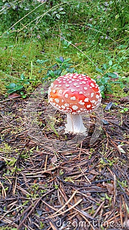 Dotty mushroom in forrest Stock Photo