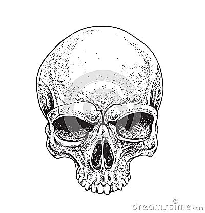 Dotwork Skull Vector Illustration