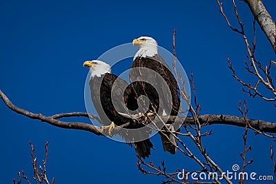 Double American bald eagles perch on tree snag against background of blue sky Stock Photo