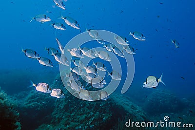 Double Banded Bream Diplodus vulgaris in the Mediterranean Sea Stock Photo