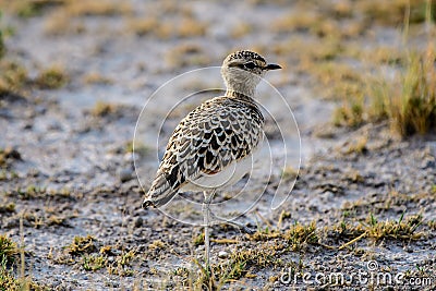 Double banded courser foraging Stock Photo