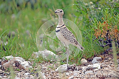 Double-banded courser, Etosha Stock Photo