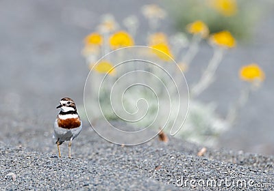 A Double-banded plover at a Beach in New Zealand Stock Photo