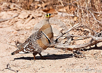 Double banded sandgrouse Stock Photo