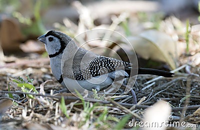 Double barred finch Stock Photo