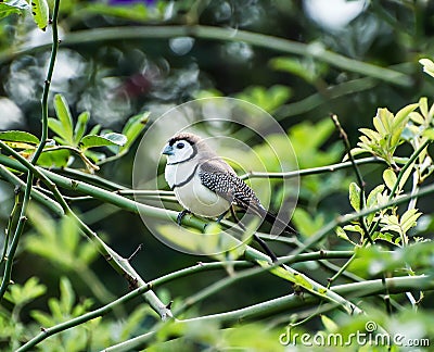 Double Barred Finch Stock Photo
