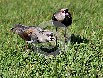 Double birds Vanellus chilensis watching the nest on the grass Stock Photo