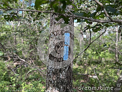 Double blue blaze on a tree Stock Photo
