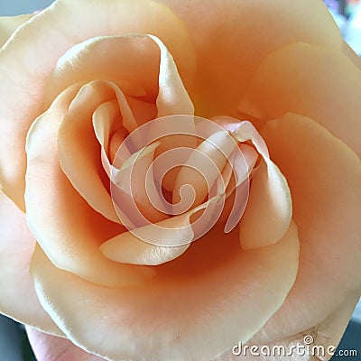 Double centred rose Stock Photo