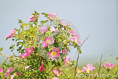 Double Cinnamon Rose, Rosa majalis Stock Photo