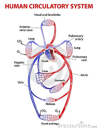 Double circulatory system Vector Illustration