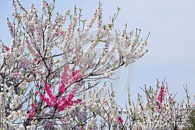 Double color plum blossom Stock Photo
