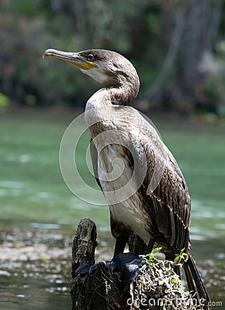 Double-crested Cormorant Stock Photo