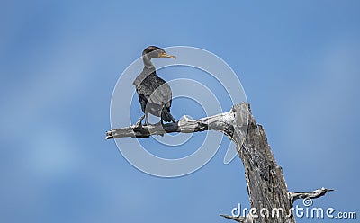 Double crested Cormorant bird Okefenokee Swamp Stock Photo