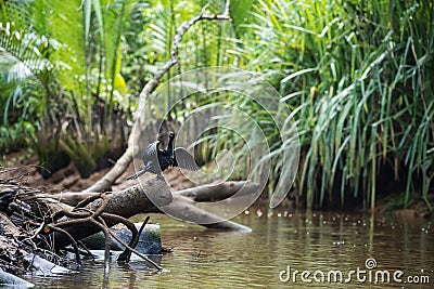 Cormorant bird spread wing at little amazon canal Stock Photo