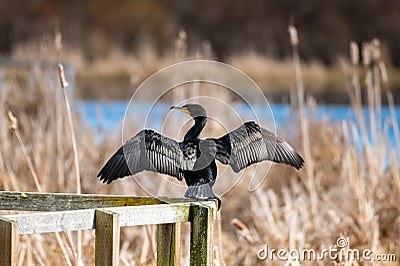 Double-crested Cormorant drying his wings Stock Photo