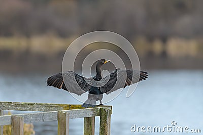 Double-crested Cormorant drying his wings Stock Photo