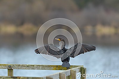 Double-crested Cormorant drying his wings Stock Photo
