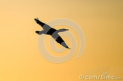 Double-Crested Cormorant Flying in the Vibrant Sunset Sky Stock Photo