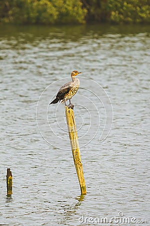 Double-crested cormorant, Juvenile, agter fishing stands on a wooden dock in the middle of the lake Stock Photo