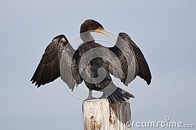 Double-crested Cormorant perched on a dock piling spreading its Stock Photo
