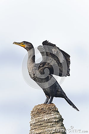 Double-crested cormorant, phalacrocorax auritus Stock Photo