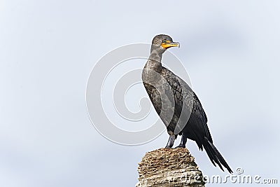 Double-crested cormorant, phalacrocorax auritus Stock Photo