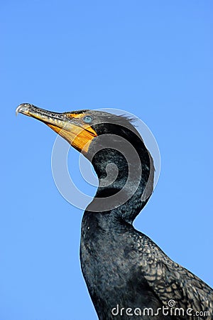Double Crested Cormorant Profile Stock Photo
