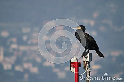 Double-crested cormorant resting Stock Photo