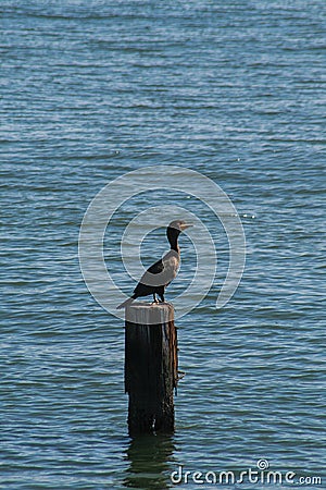Double-crested Cormorant Shore Bird Stock Photo