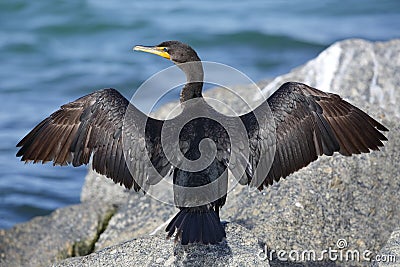 Double-crested Cormorant spreading its wings to dry - Florida Stock Photo