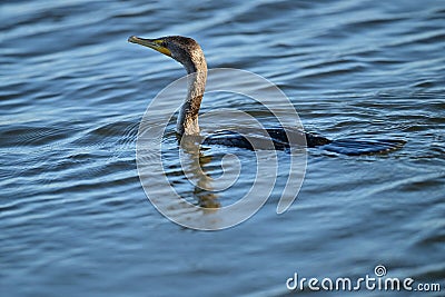 A double-crested Cormorants surfaced from a dive Stock Photo