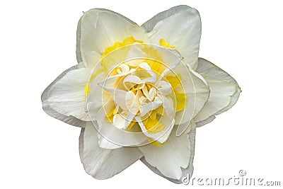 Double daffodil `White Lion` flower isolated on white Stock Photo