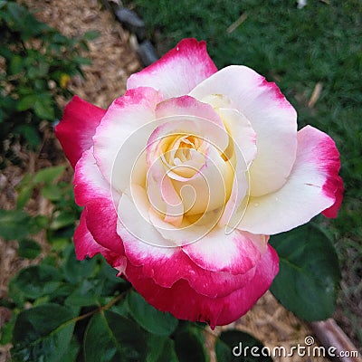 Double Delight Rose Blooming Stock Photo