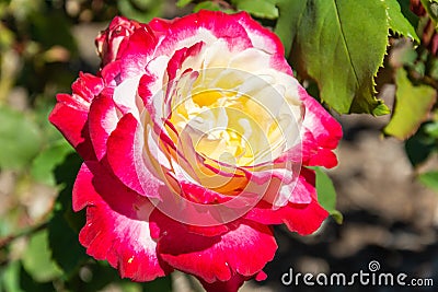 Double Delight rose flower in Australia Stock Photo