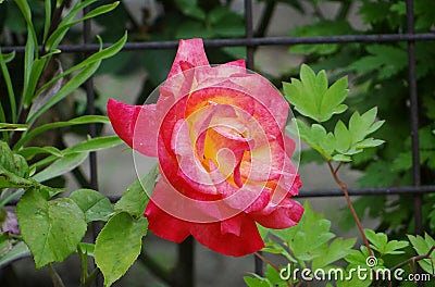 The `Double Delight` Rose Stock Photo