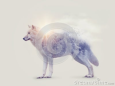 Double exposure with an arctic wolf Stock Photo
