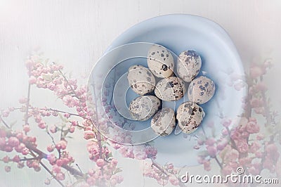 Double exposure of blue bowl with fresh quail eggs and blossoming apple tree branch Stock Photo